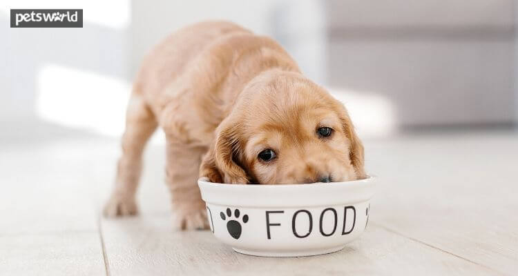 Foods You Should Feed Dogs With Sensitive Stomachs