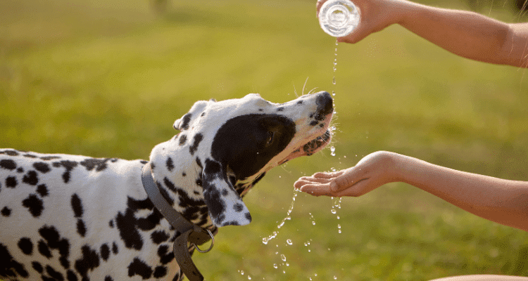 Beat the Heat: 7 Tips to Keep Your Pets Cool During Summer