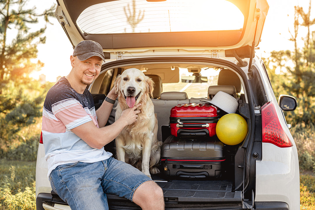 Dog Accessories That Make Travel Easier