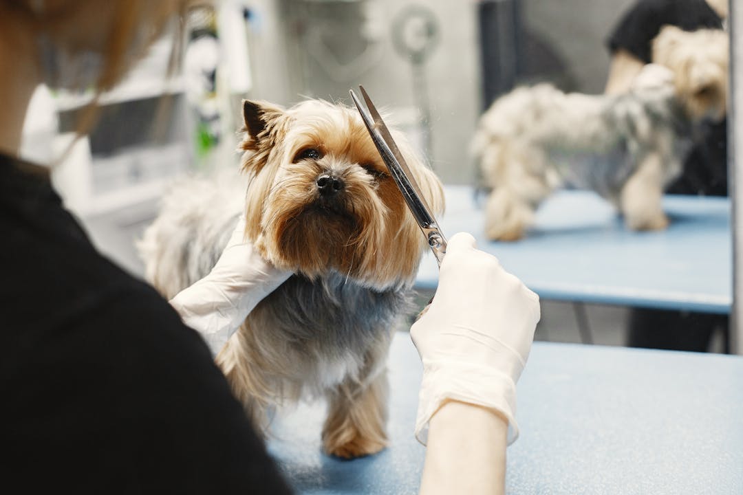 Dog Grooming