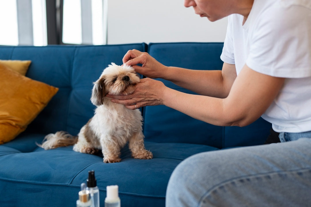 Dog Grooming Essentials