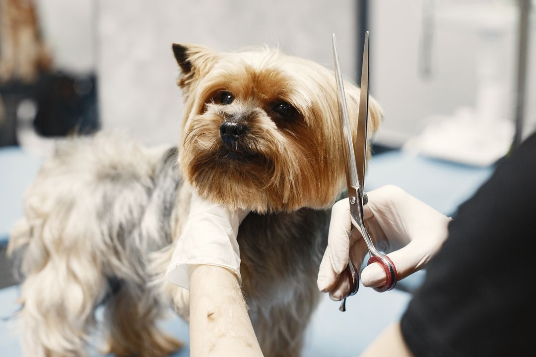 Dog Grooming at Home