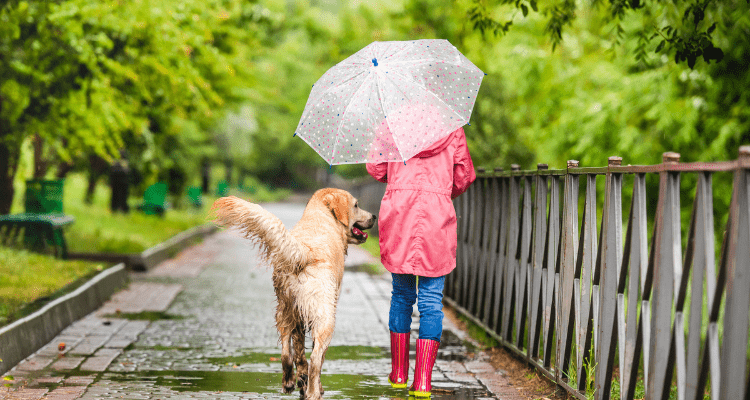 Top 8 Pet Products You Need This Monsoon