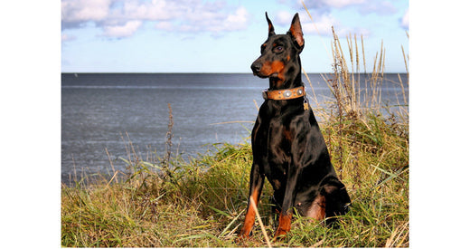 Perfect Balanced Diet for your Doberman