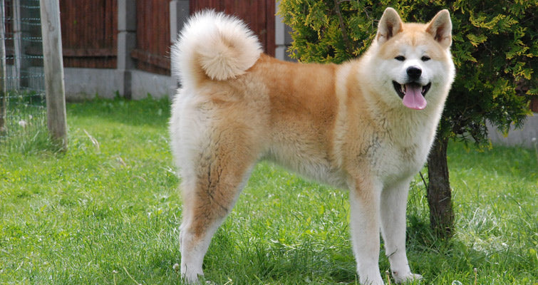 Taking Care of Akita Dogs