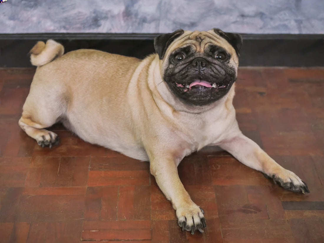 Dog Breeds for Small Homes