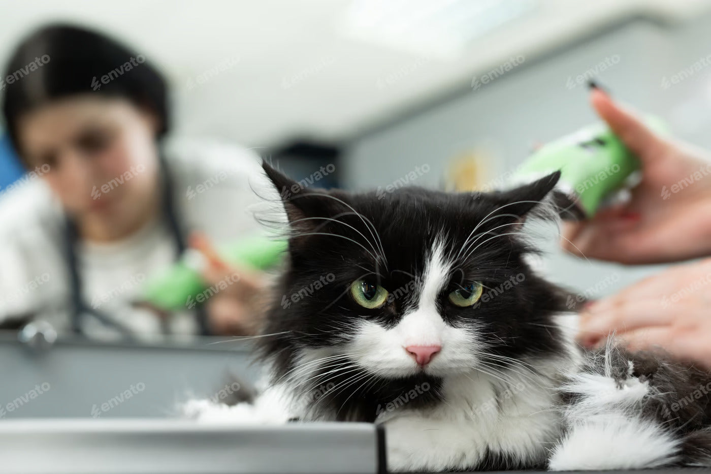 Funny Cat Videos for Kids
