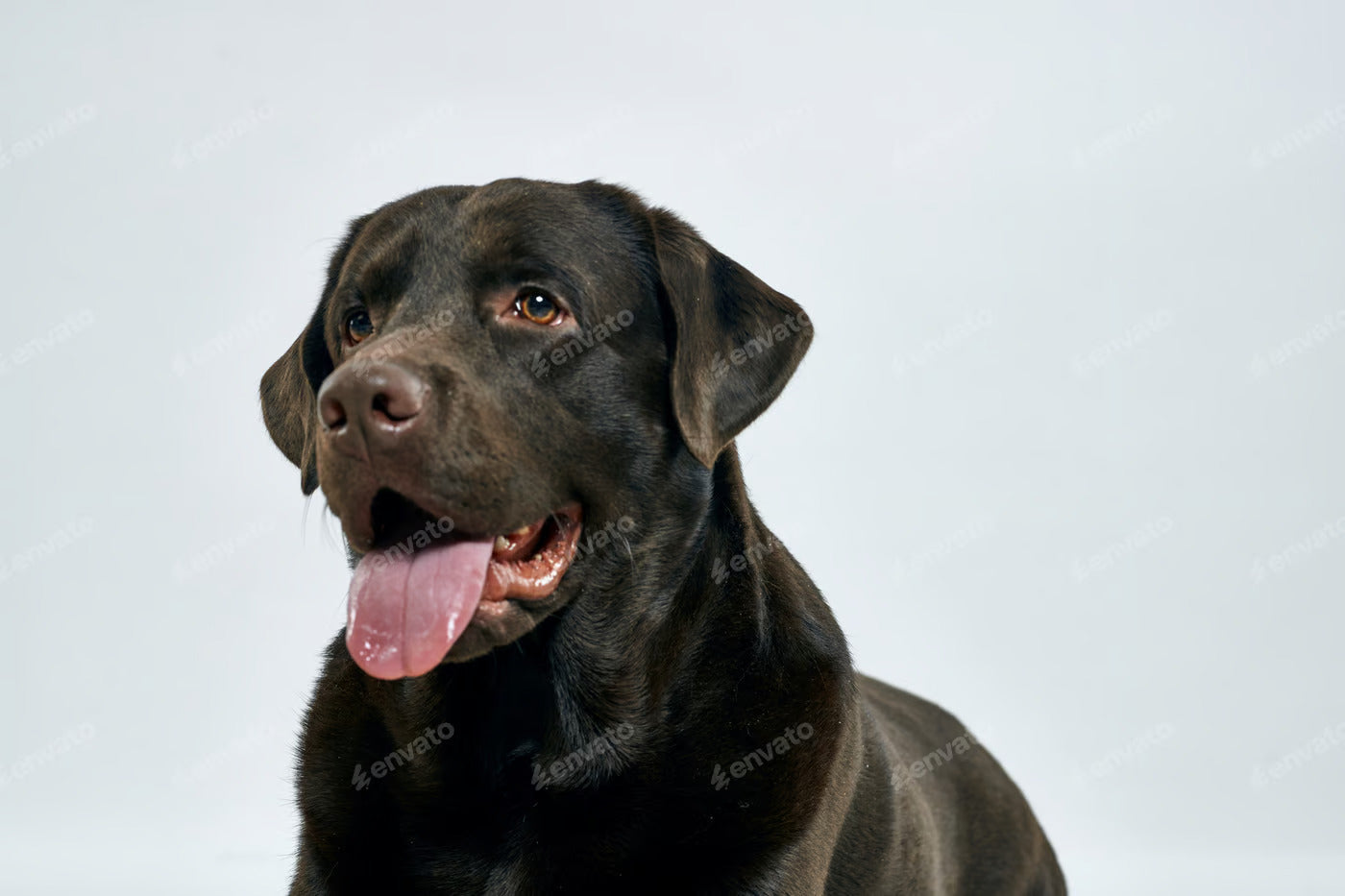 Dog Breeds for Working Singles