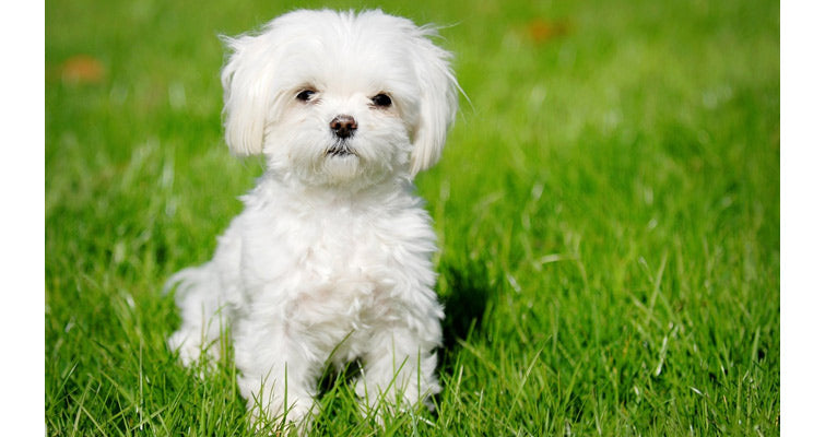 Maltese Dog Breed Information