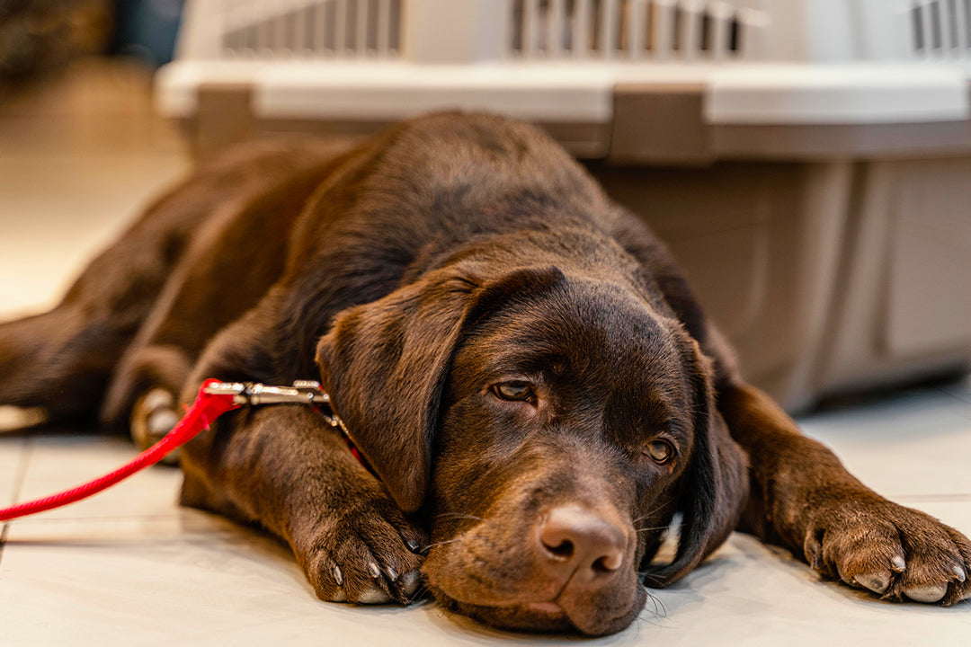 Epilepsy in Dogs: Seizure First Aid Every Owner Should Know