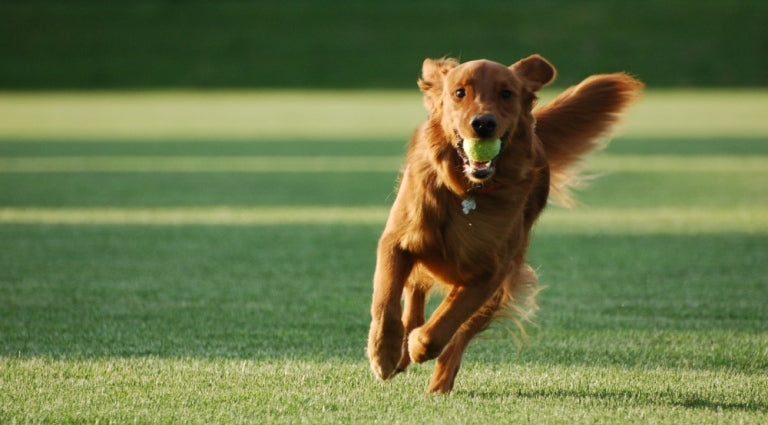 7 Proven Strategies to Help your Dog Live Healthier, Longer and Happier!