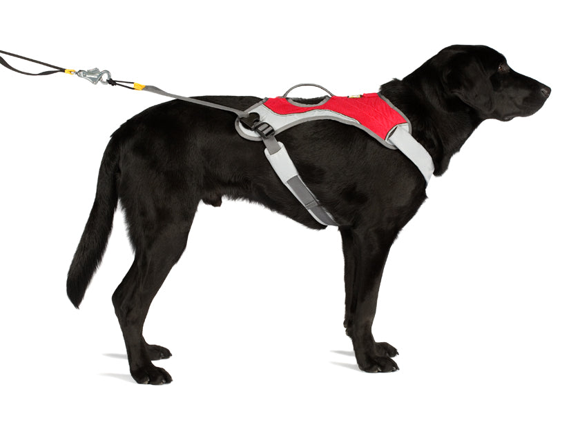 How To Purchase The Right Harness For Your Dog?