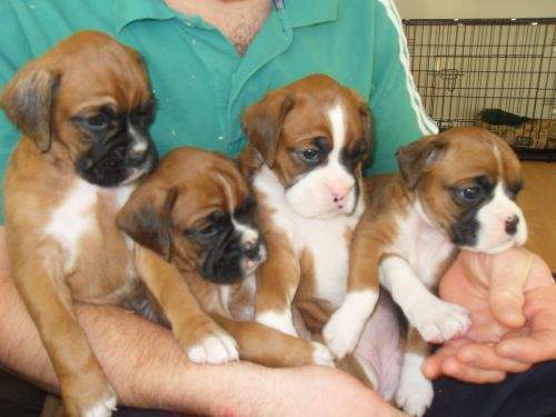 Buy/Sell/Adopt Boxer Pups - Well Vaccinated, Available All Over India