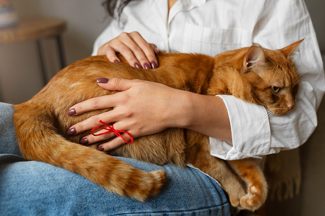 Feline Asthma Recognising and Managing an Overlooked Condition