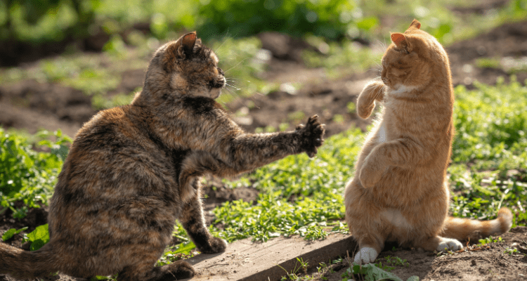 How to Stop Cats from Fighting: 6 Tips for a Peaceful Home