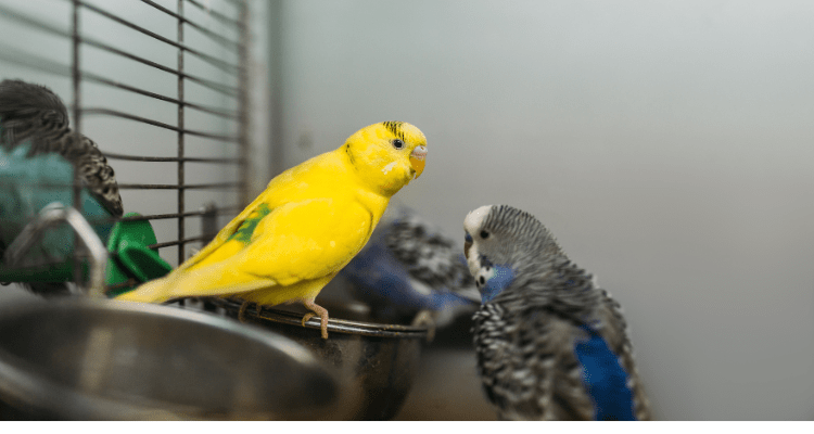 Fly Bird Owner 7 Must-Know Tips for First-Time Bird Owners - Pet Blog – Petsworld