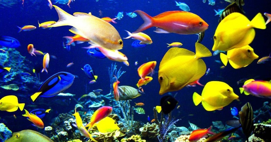 15 Most Popular Freshwater Aquarium Fish-Video