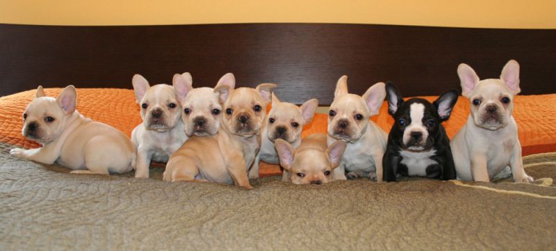 How to Take Care of French Bulldog Puppies?