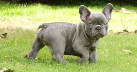 French Bulldog Training Tips And Useful Equipments