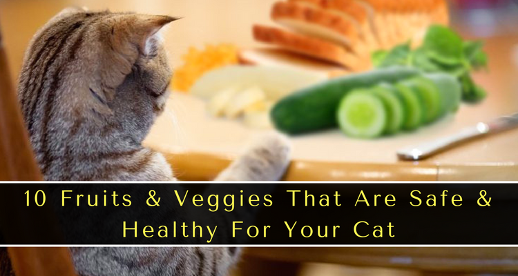 10 Fruits & Veggies That Are Safe & Healthy For Your Cat