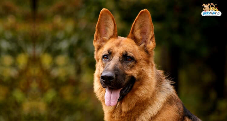 German Shepherd: Top Dog Food & Feeding Patterns To Know