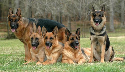 9 Facts About German Shepherd Dogs