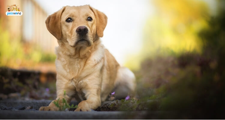 Get Affection and Love With These 5 Therapy Dogs