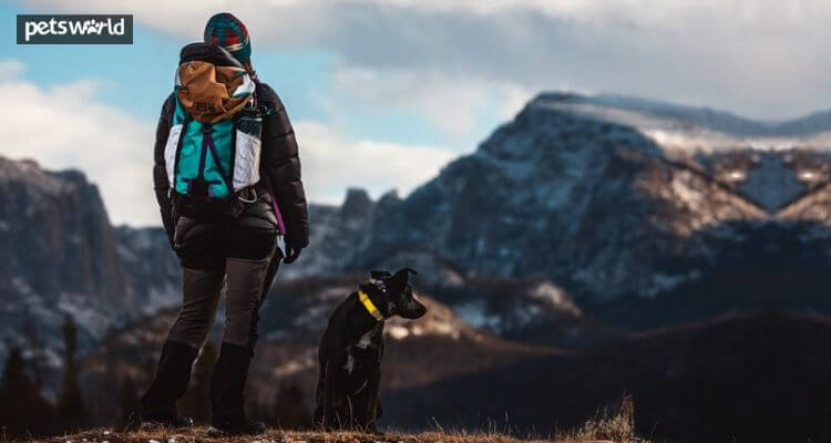 Things to Know While Going for a Hike With Your Dog