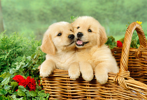 10 Tips To Care For Golden Retriever Puppy