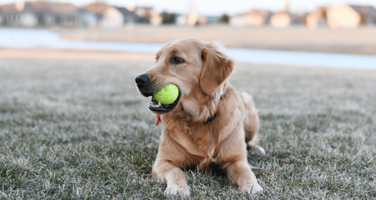 9 Reasons Why You Should Get a Golden Retriever