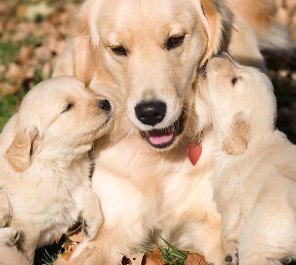 Best and Worst Dog Breeds For First Time Owners