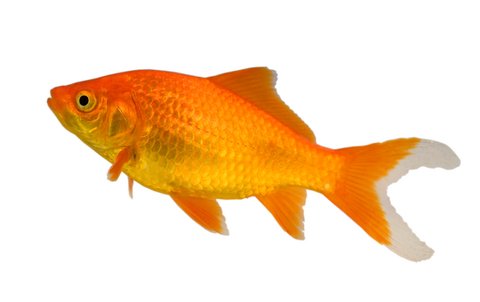 Goldfish Care: How To Ensure A Happy And Healthy Fish