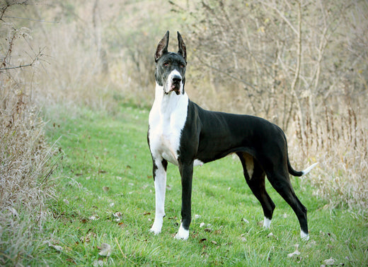 Caring a Great Dane - Training, Grooming and Feeding Tips