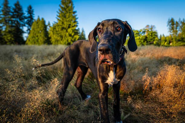 Best Giant Breed Dog Foods: Puppy, Adult & Senior Guide