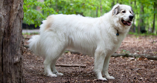 Great Pyrenees Training Information & Facts