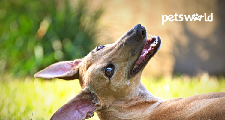 dog breed having a greyhound as a pet