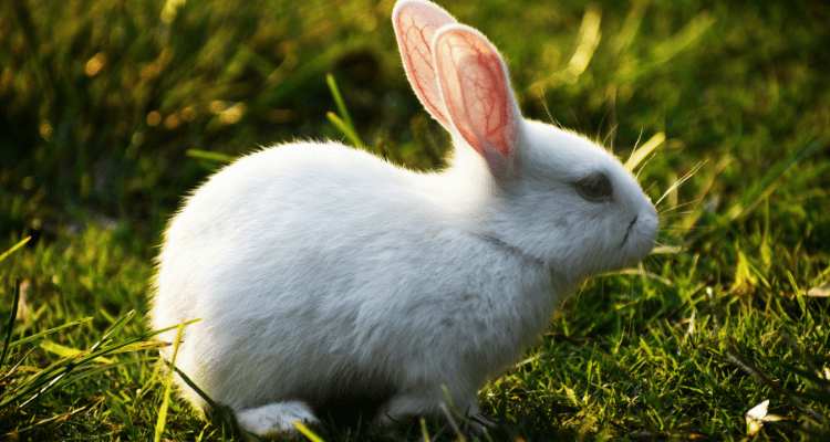 Grooming and Hygiеnе Tips For Rabbits, Guinеa Pigs, and Morе