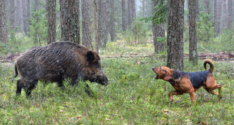 7 Effective Tips to Guard Your Dogs Against Wild Animals