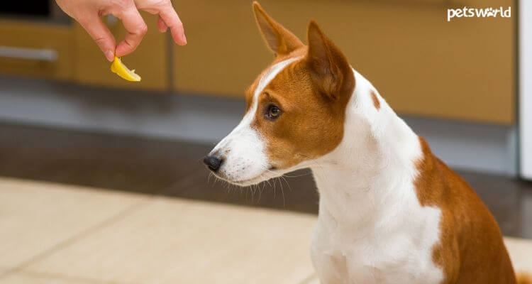 9 Hazardous Food Options to Avoid for Your Pet Dog