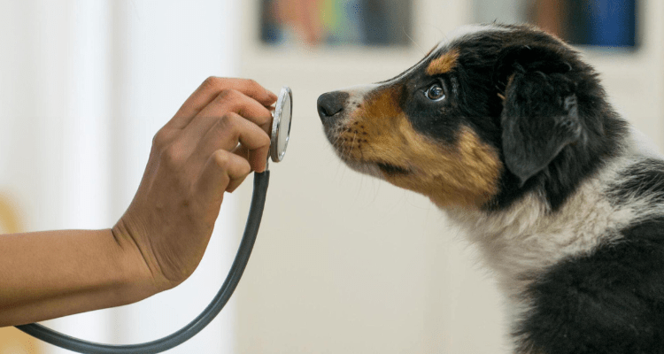 Furry Facts: Unmasking 7 Most Common Health Issues in Dogs