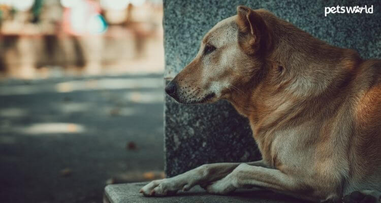 Cheap and Healthy Foods for Indian Street Dogs