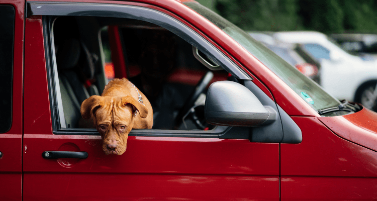 7 Steps to Make Car Rides Less Scary for Your Dog - Pet Blog – Petsworld