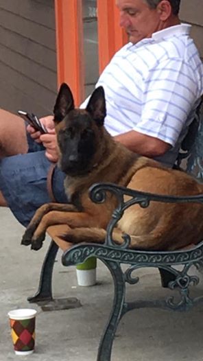 Lost Belgian Malinois Dog Swam 6 Miles To Unite With Owner