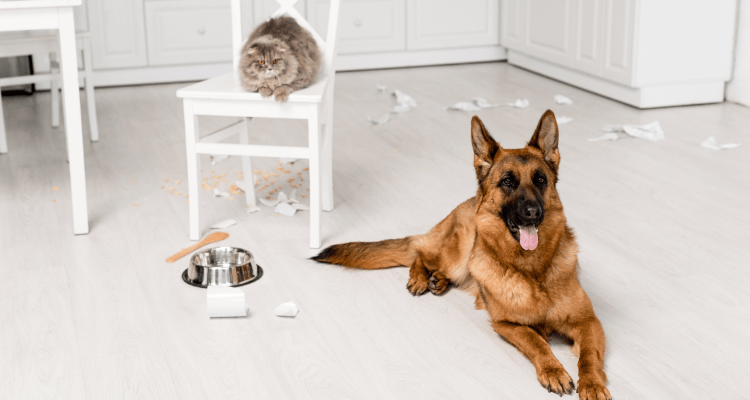 Avoid These Mistakes: Don’t Feed Your Pet Table Scraps – Petsworld