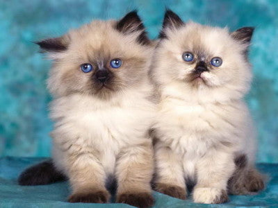 Top 10 Cat Breeds in UK