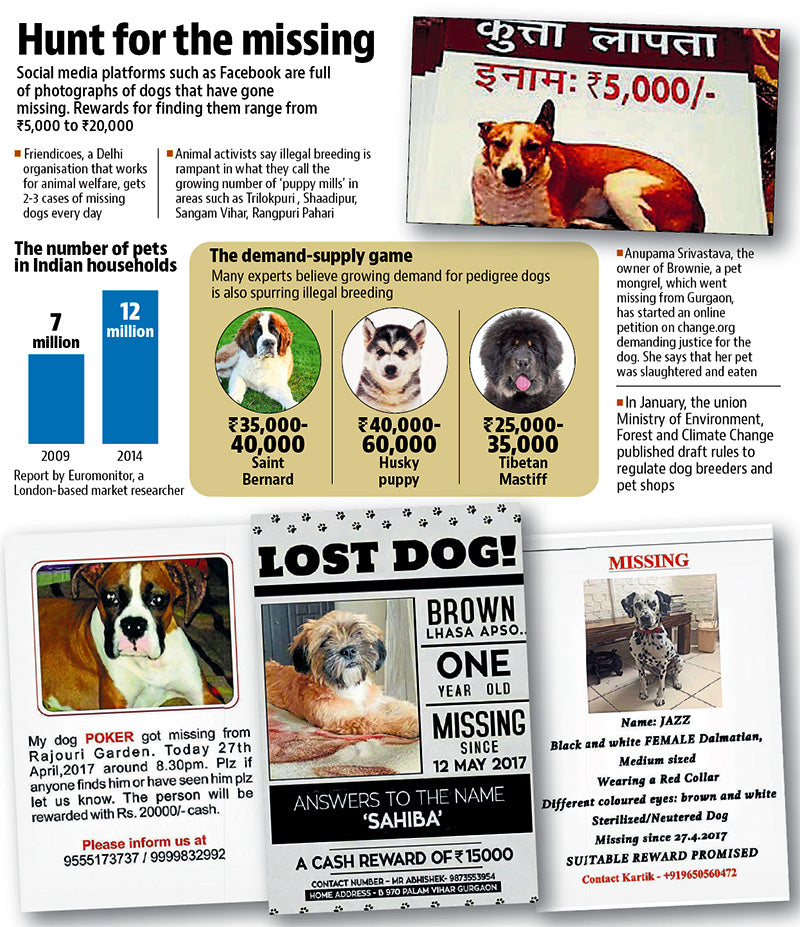 Pets Go Missing: Is Delhi-NCR Grappling to Fight Dog Meat Trade?