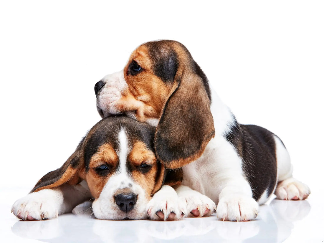 Best Medium Breed Dog Foods: Puppy, Adult & Senior Guide