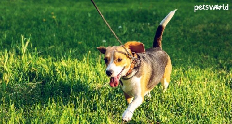 How Long Should Puppies Go For Walks?