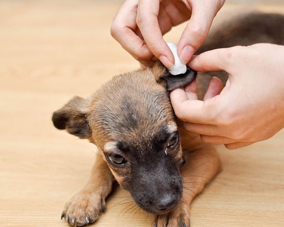 How To Clean Puppy Ears At Home?