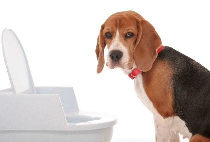 How to Potty Train Your Dog?